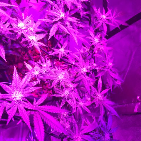 Lemmy (Clone) growlog photo: Week 4 flower 
EC 1800
PH 5.85
Temp max 25.3 low 19.0
RH max 56% low 40%