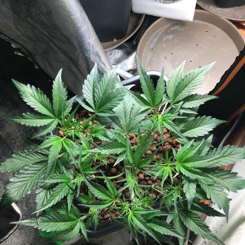 Willy growlog photo: LST and trim