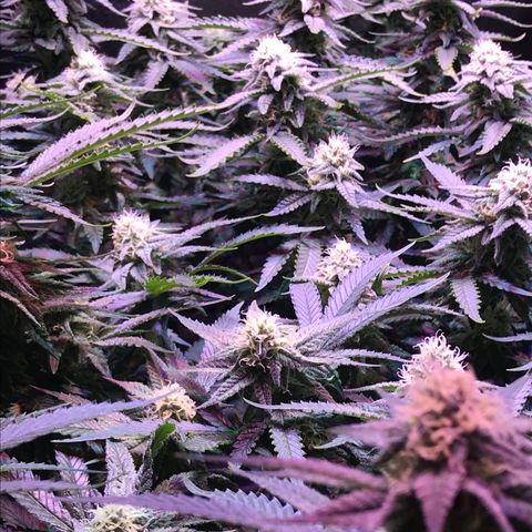 Lemon haze (Mother) growlog timeline photo