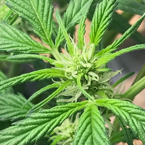 Willy #2 The Widower  growlog photo: Flowering week 1