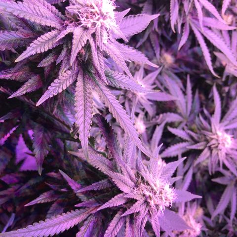 Lemon haze (Mother) growlog timeline photo