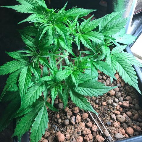 Nigel growlog timeline photo