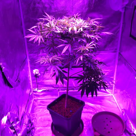 Lemon haze (Mother) growlog photo: All earlier photos from 5/11 onwards