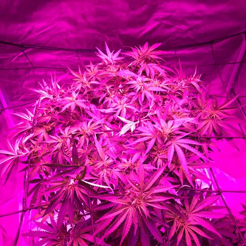 Lemon haze (Mother) growlog photo: All earlier photos from 5/11 onwards