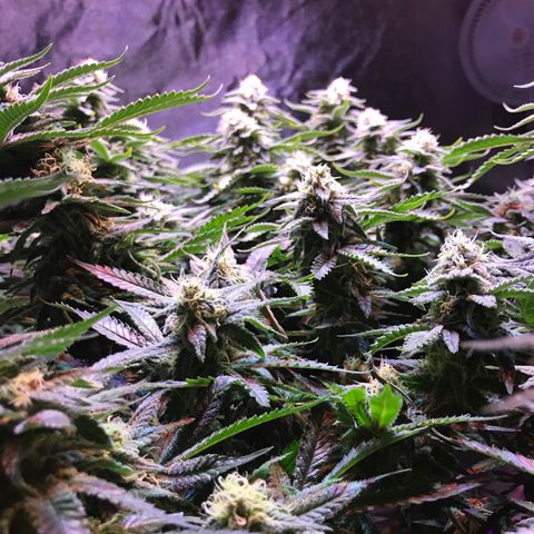 Lemon haze (Mother) growlog photo: 5-6th week of flower 