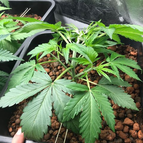Willy growlog timeline photo