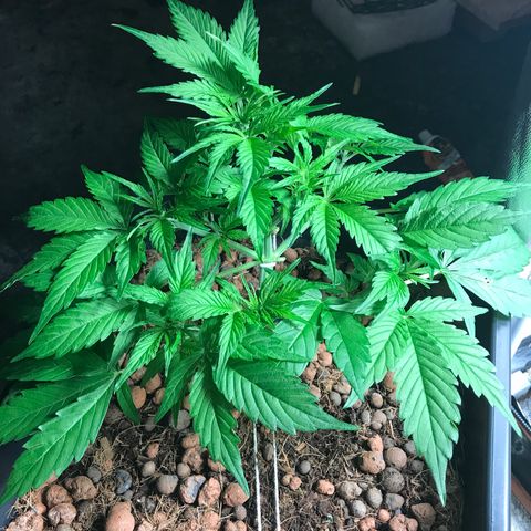 Nigel growlog timeline photo