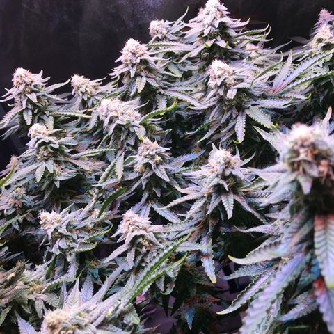 Lemon haze (Mother) growlog timeline photo
