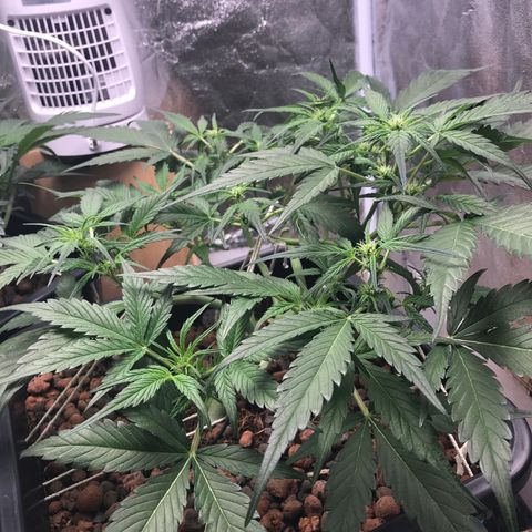 Willy #2 The Widower  growlog photo: Flowering week 1