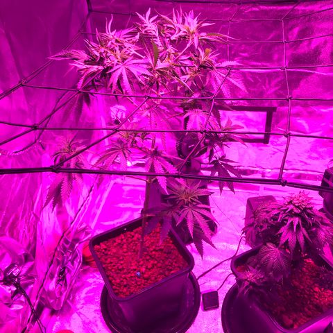 Lemon haze (Mother) growlog photo: All earlier photos from 5/11 onwards