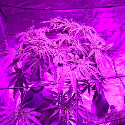 Lemon haze (Mother) growlog photo: All earlier photos from 5/11 onwards
