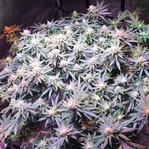 Lemon haze (Mother) growlog photo: 5-6th week of flower 