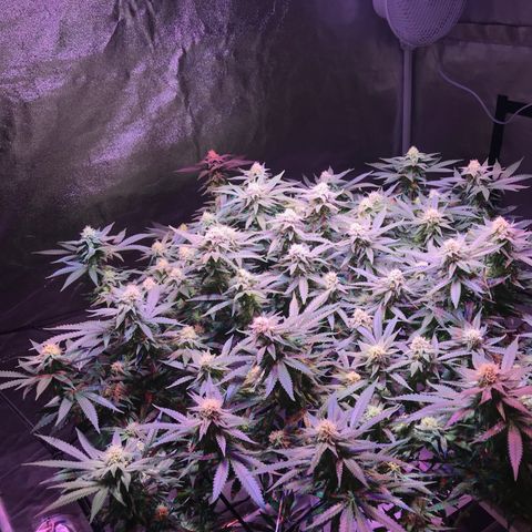 Lemon haze (Mother) growlog timeline photo