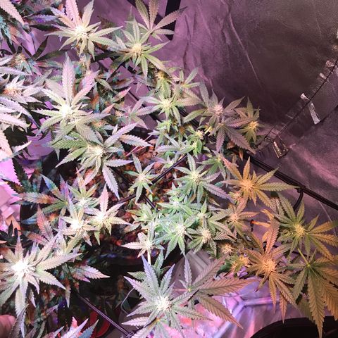 Lemmy (Clone) growlog photo: Week 4 flower 
EC 1800
PH 5.85
Temp max 25.3 low 19.0
RH max 56% low 40%