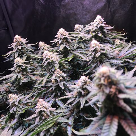 Lemon haze (Mother) growlog timeline photo