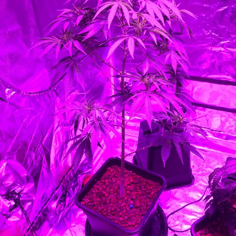 Lemon haze (Mother) growlog photo: All earlier photos from 5/11 onwards