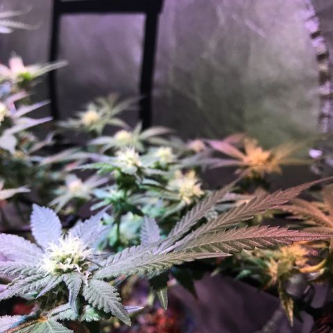Lemmy (Clone) growlog photo: Week 4 flower 
EC 1800
PH 5.85
Temp max 25.3 low 19.0
RH max 56% low 40%