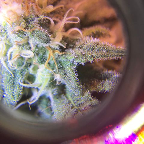 Lemon haze (Mother) growlog photo: 5-6th week of flower 