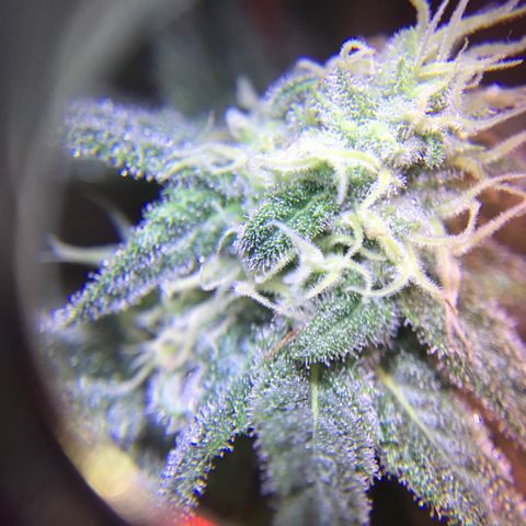 Lemon haze (Mother) growlog photo: 5-6th week of flower 