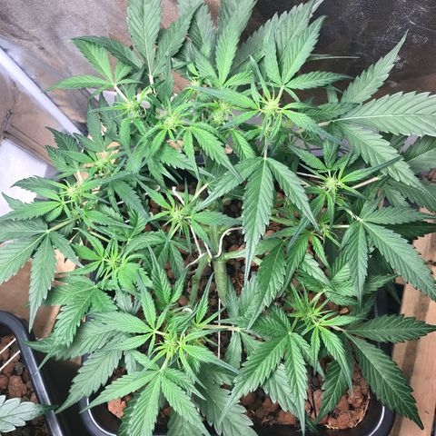 Willy #2 The Widower  growlog photo: Flowering week 1