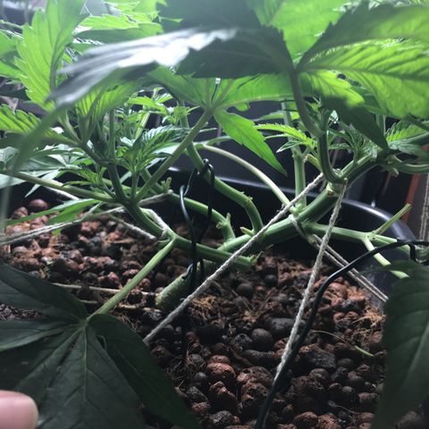 Nigel growlog photo: 2nd stage of LST 
Main stem lowered again 
Bottom branches now tied down along with middle 
One more main stem tie down to do along with left side 
