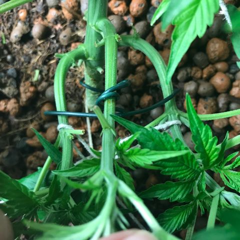 Nigel growlog photo: 2nd stage of LST 
Main stem lowered again 
Bottom branches now tied down along with middle 
One more main stem tie down to do along with left side 