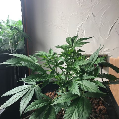 Nigel growlog photo: 2nd stage of LST 
Main stem lowered again 
Bottom branches now tied down along with middle 
One more main stem tie down to do along with left side 