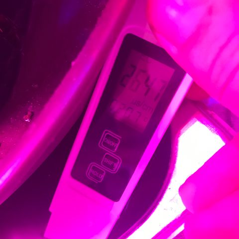 Lemon haze (Mother) growlog photo: Outflow 
Ph 5.6