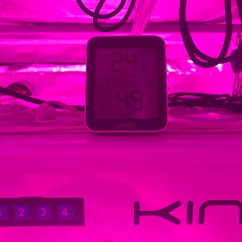 Lemmy (Clone) growlog timeline photo