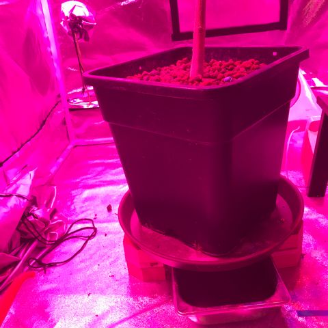 Lemon haze (Mother) growlog timeline photo
