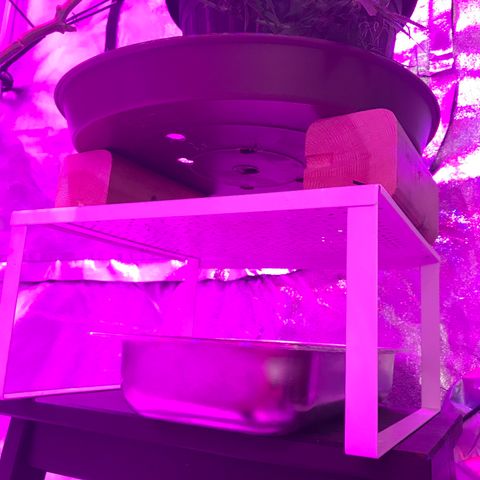 Lemmy (Clone) growlog timeline photo