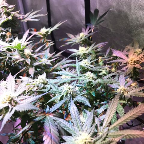 Lemmy (Clone) growlog timeline photo