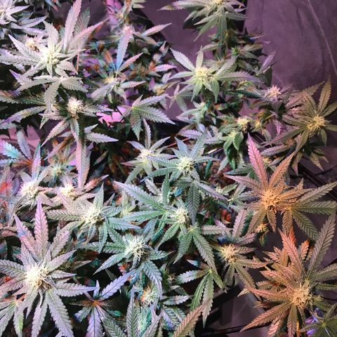 Lemmy (Clone) growlog timeline photo