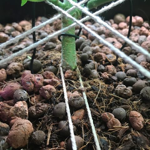 Nigel growlog photo: LST