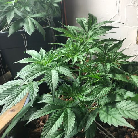 Nigel growlog photo: LST