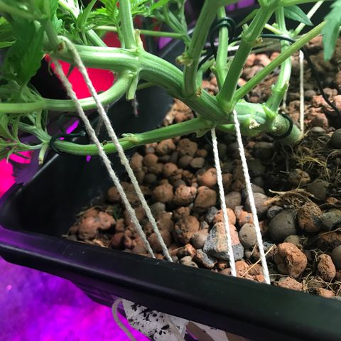 Nigel growlog photo: LST