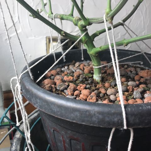 George Clone-y growlog photo: LST
