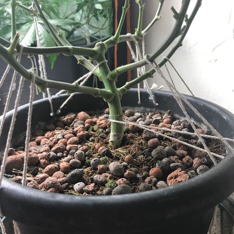 George Clone-y growlog photo: LST