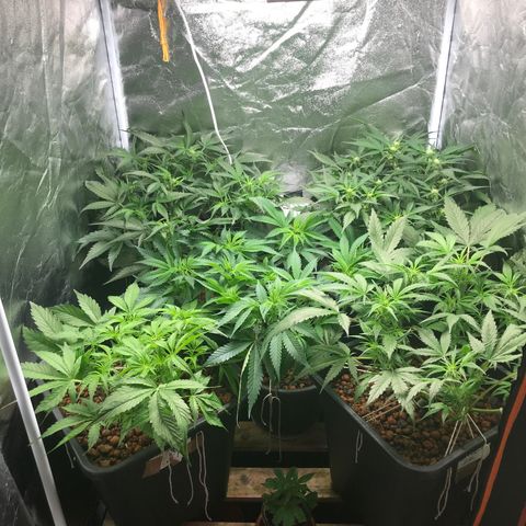 Willy #2 The Widower  growlog photo: Tent update 