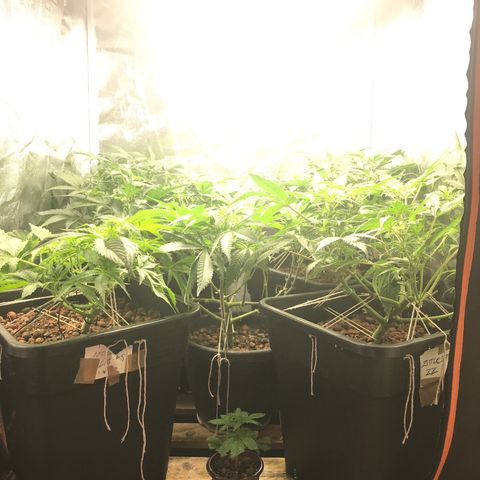 Willy #2 The Widower  growlog photo: Tent update 