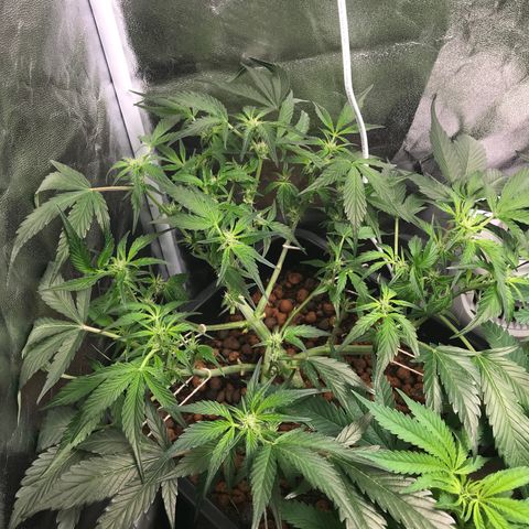 Willy growlog photo: Trim