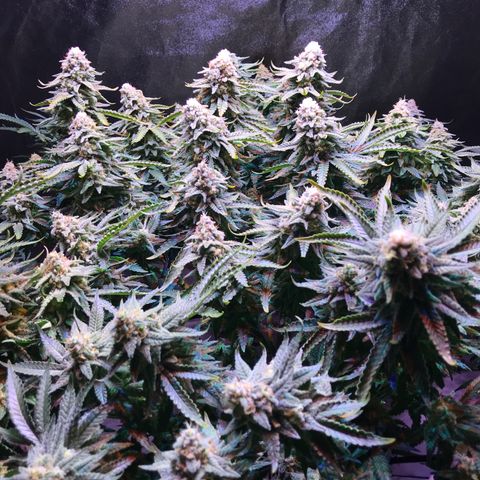 Lemon haze (Mother) growlog photo: 7th week flower 