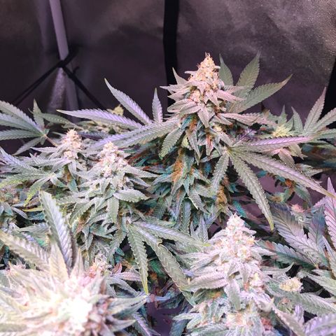 Lemon haze (Mother) growlog photo: 7th week flower 