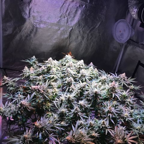 Lemon haze (Mother) growlog photo: 7th week flower 