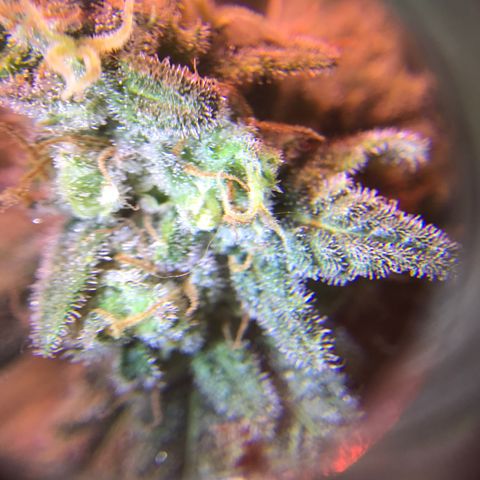 Lemon haze (Mother) growlog photo: 7th week flower 