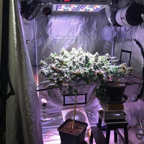 Lemon haze (Mother) growlog photo: 7th week flower 
