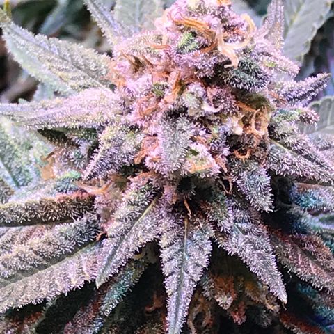 Lemon haze (Mother) growlog photo: 7th week flower 
