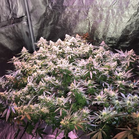 Lemon haze (Mother) growlog photo: 7th week flower 