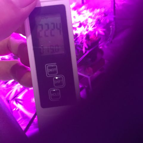 Lemon haze (Mother) growlog photo: In 1557
Out 2224