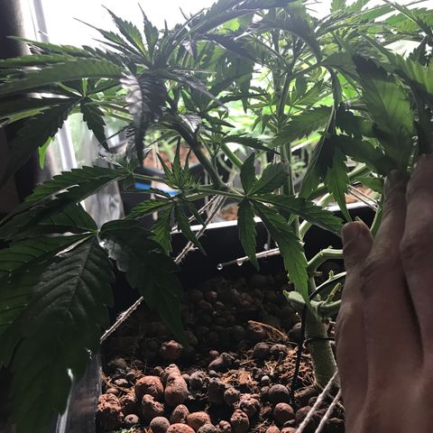 Nigel growlog timeline photo